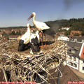 12_35-nest.jpg