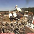 12_40-nest.jpg