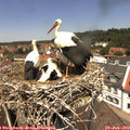 12_45-nest.jpg