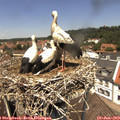 12_50-nest.jpg
