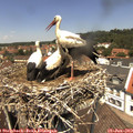 12_55-nest.jpg