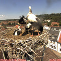 13_00-nest.jpg