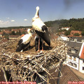 13_05-nest.jpg
