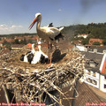 13_10-nest.jpg