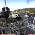 13_15-nest.jpg