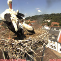 13_20-nest.jpg