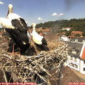 13_25-nest.jpg