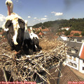 13_30-nest.jpg