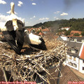 13_35-nest.jpg