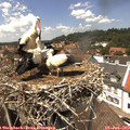 13_50-nest.jpg