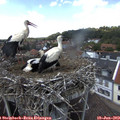 14_00-nest.jpg