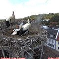 14_05-nest.jpg