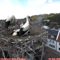 14_10-nest.jpg