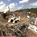 14_15-nest.jpg