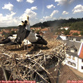 14_20-nest.jpg