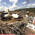 14_25-nest.jpg