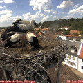 14_30-nest.jpg