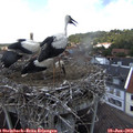 14_35-nest.jpg