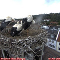 14_40-nest.jpg