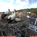 14_45-nest.jpg