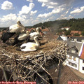 14_50-nest.jpg