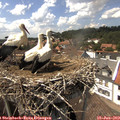 14_55-nest.jpg