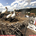 15_00-nest.jpg