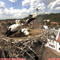 15_05-nest.jpg