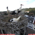 15_15-nest.jpg