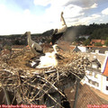 15_20-nest.jpg