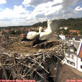 15_30-nest.jpg