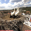 15_35-nest.jpg
