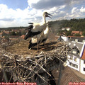 15_40-nest.jpg