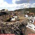 15_45-nest.jpg