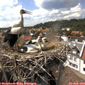 15_50-nest.jpg