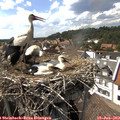15_55-nest.jpg