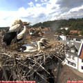 16_00-nest.jpg