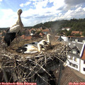 16_05-nest.jpg
