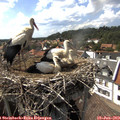 16_10-nest.jpg