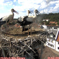 16_15-nest.jpg