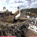 16_20-nest.jpg