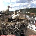 16_25-nest.jpg