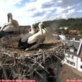 16_30-nest.jpg