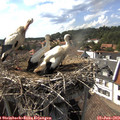 16_35-nest.jpg