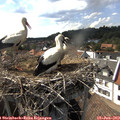 16_40-nest.jpg