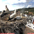 16_45-nest.jpg