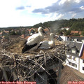 16_50-nest.jpg