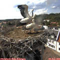 16_55-nest.jpg