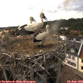 17_00-nest.jpg