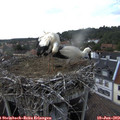 17_05-nest.jpg